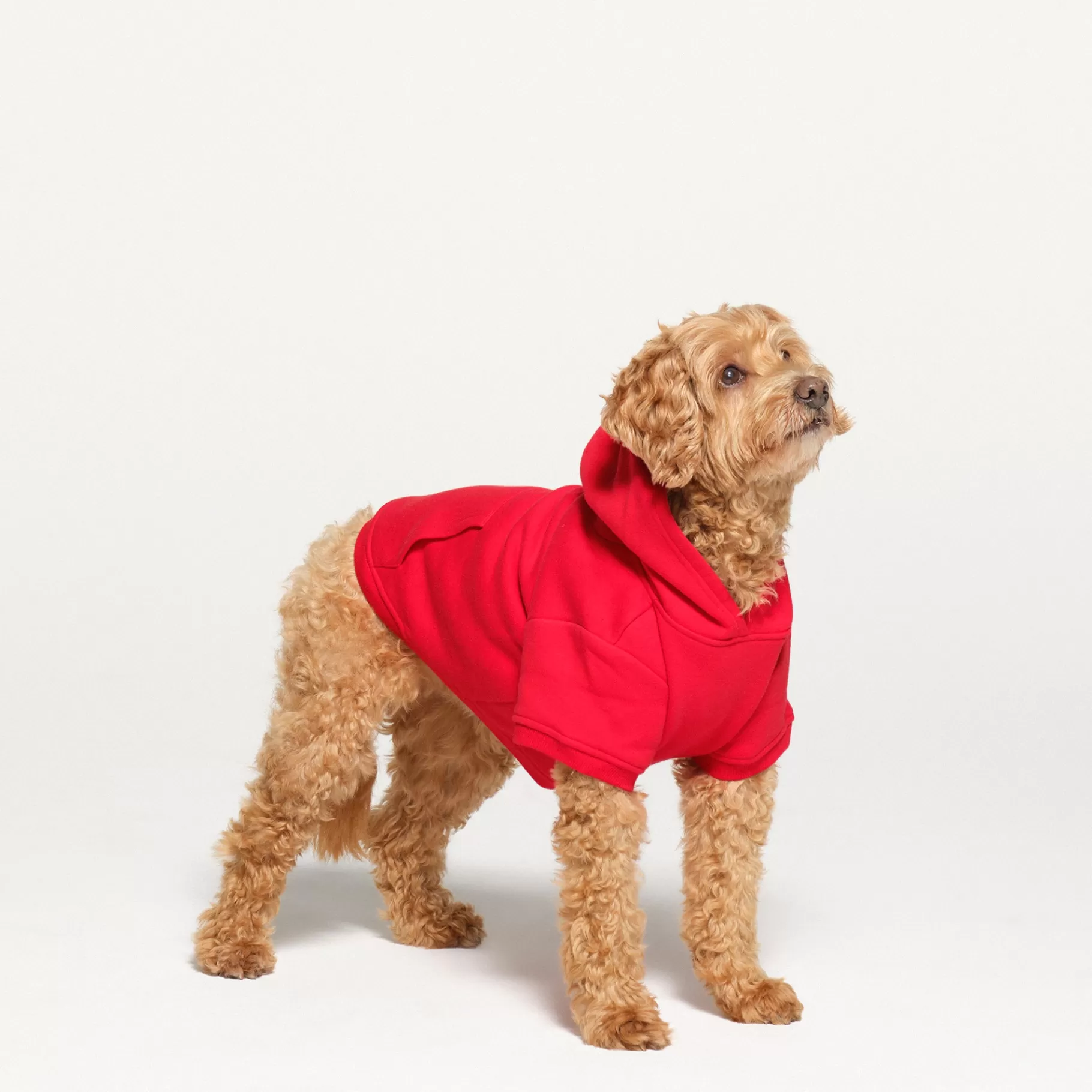 Skims accessories*COTTON FLEECE PET HOODIE | RUBY